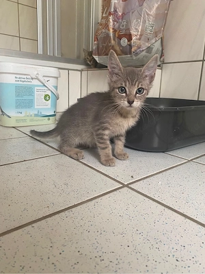 maincoon mix europäisch kurzhaar 