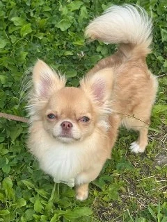 Letzter Chihuahua-Welpe abzugeben   sucht ein liebevolles Zuhause!