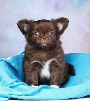 Letzter Chihuahua-Welpe abzugeben   sucht ein liebevolles Zuhause!