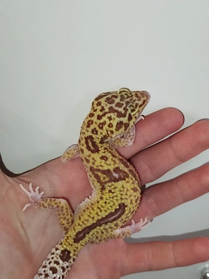 0.4 Leopardgeckos