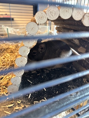 Degu Gehege