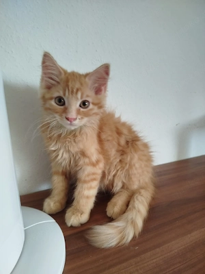 Kitten Buben 