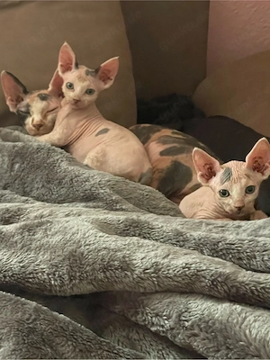 sphynx kitten 