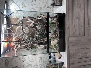 Großes Terrarium mit 3 Rotkehlanolis 