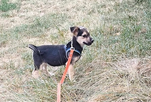 Kleiner Hundebub Toby 
