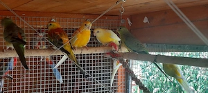 Sittiche zu verkaufen  Bild 8