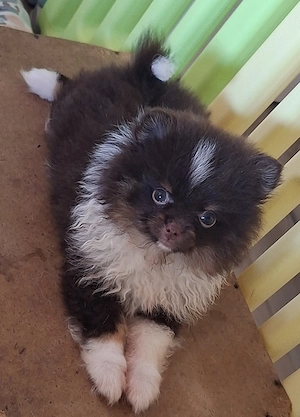 Pomchi Mädchen in Schoko weiß abzugeben