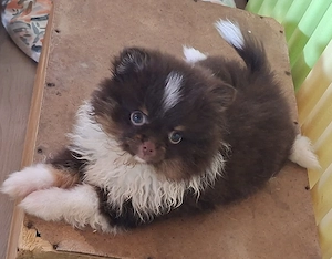 Pomchi Mädchen in Schoko weiß abzugeben