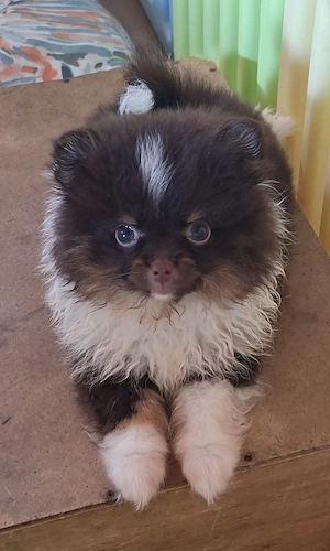 Pomchi Mädchen in Schoko weiß abzugeben