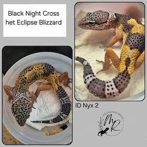 BN cross het Eclipse het Blizzard Leopardgecko TSF