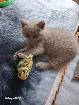 Bkh-kitten 