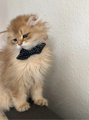 Kater Golden NY12 Langhaar