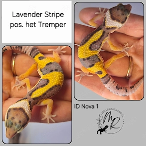 Lavender Stripe pos. het Tremper 