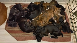 7 wunderschöne Boxer-Welpen suchen ein neues Zuhause!