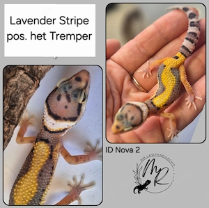 Lavender Stripe het Eclipse pos het Tremper 