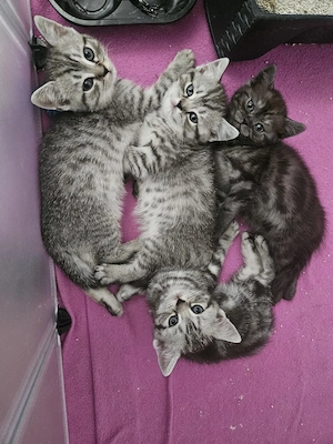 BKH Kitten