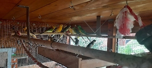 Sittiche zu verkaufen  Bild 3
