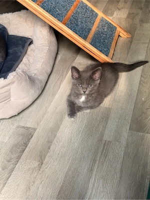 türkisch angora mix kitten 
