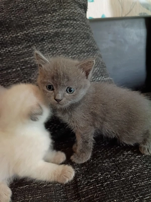 BKH Ragdoll Kitten