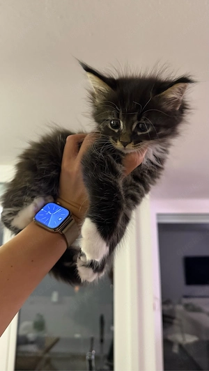 Maine Coon kitten