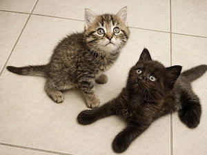 Norwegische-Waldkatze-Mix Kitten