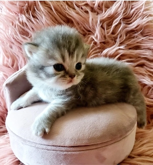 kitten mädchen 