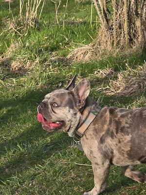 Französische Bulldogge sucht erfahrende Hände