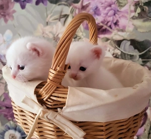 Baby Kitten. Weibchen. Weiß.