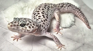 MS Lavender Ghost het Eclipse Tremper 