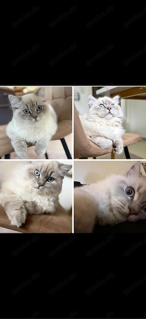 Ich suche ein liebevolles neues Zuhause für meine Ragdoll-Katze.