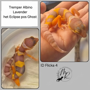 Tremper Albino Lavender het Eclipse pos Ghost 