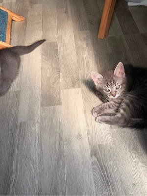 wunderschöne kitten 