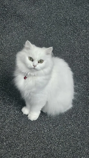 Langhaar-Katze sucht liebevolles Zuhause