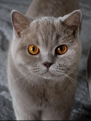 Britisch Kurzhaar Katze mit Stammbaum nicht kastriert