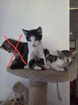 Zuckersüßes Katzen-Geschwisterpärchen 14 Wochen alt sucht ein liebevolles Zuhause