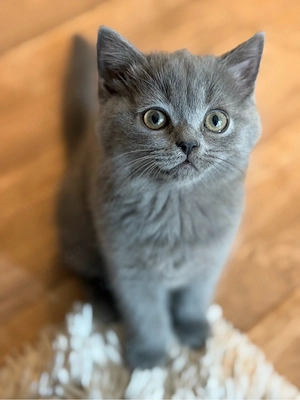 Bkh Blh kitten 