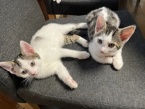 Europäische Kurzhaar-Kitten suchen ein liebevolles Zuhause   
