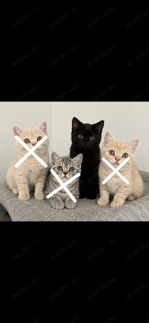wunderschöne BKH kitten suche ein zuhause 