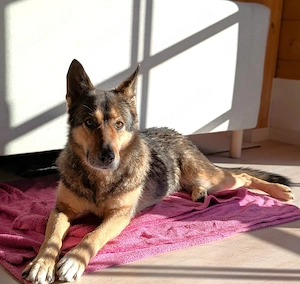 Schmusehündin Kira aus dem Tierschutz sucht ein Zuhause!