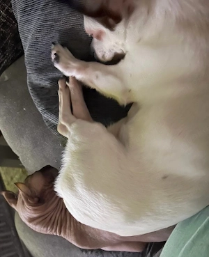 *Liebevoller Chihuahua-Rüde sucht neues Zuhause*