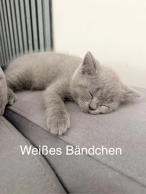 Nächste Woche Abholbereit!!Nur noch 2 Kater !!Zuckersüße BKH Kitten suchen ein liebevolles Zuhause!