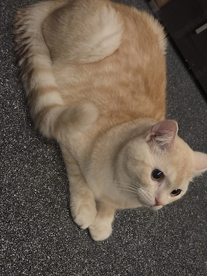 1-jähriger Kater sucht ein neues Zuhause