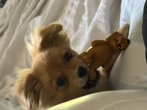Pomchi Pekinesen Mix, 4 Mon. alt