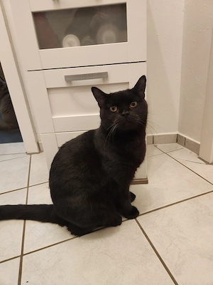 Traumkatze Bkh-Ekh Mädchen jung und sehr lieb und verkuschelt 