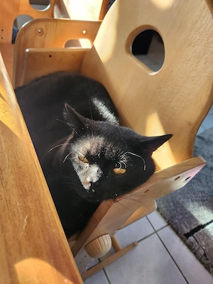 Traumkatze Bkh-Ekh Mädchen jung und sehr lieb und verkuschelt 