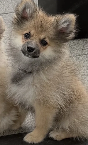 Pomeranian Deutsche Spitz