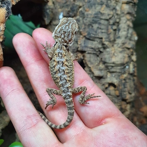Bartagamen Jungtiere - Pogona vitticeps