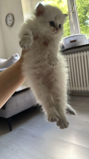 Ein schönes weibliches Baby, drei Monate alt Bild 2