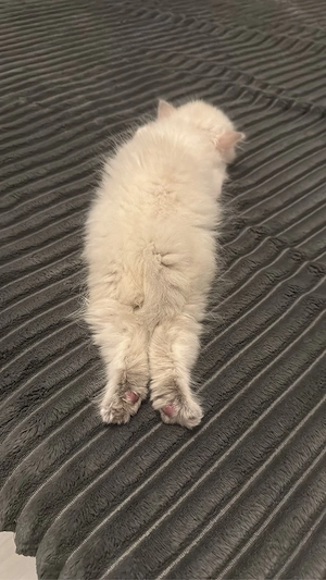 Ein schönes weibliches Baby, drei Monate alt Bild 4