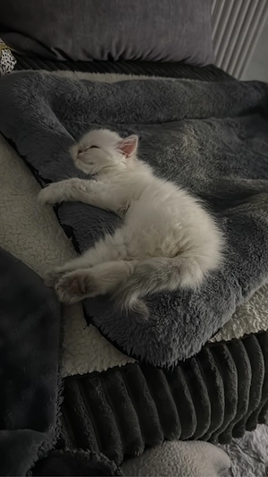Ein schönes weibliches Baby, drei Monate alt Bild 3